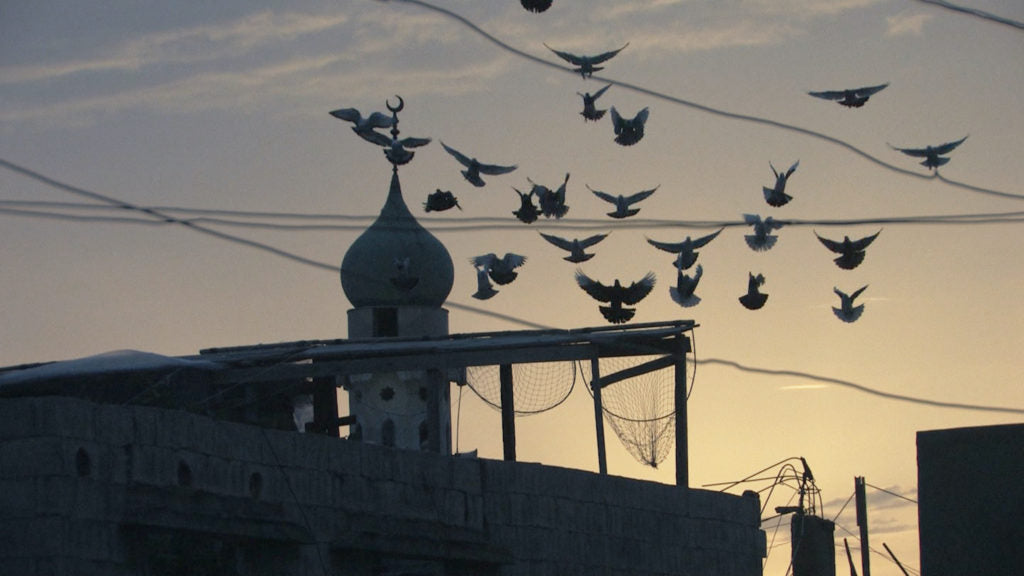 DVD: Fadia's Tree